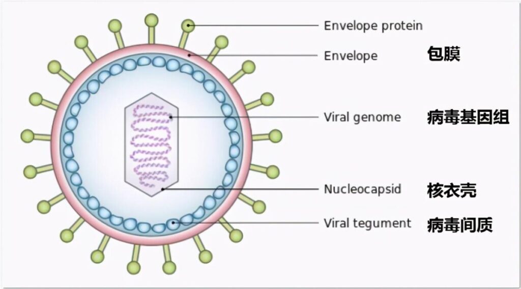 消毒劑是如何消毒的？各類消毒劑消毒作用機(jī)理詳解
