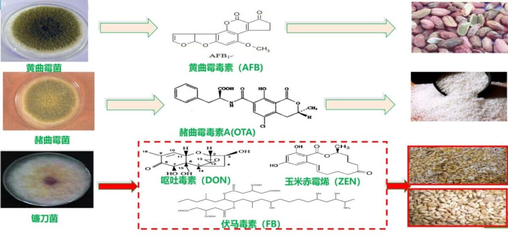 食品制藥廠霉菌污染怎么處理？美卓食品級(jí)霉菌污染控制解決方案
